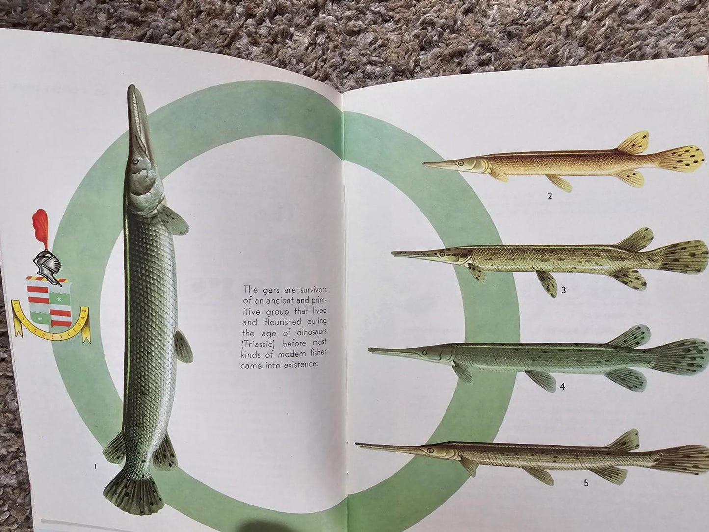 Sports Afield Know Your Fish Guide Book Vintage 1960 Tom Dolan